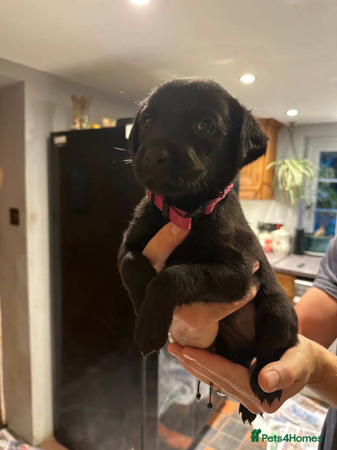 Mixed Breed dogs for sale: Rottweiler cross Labrador *READY TO VIEW* in Oxted - Image 8