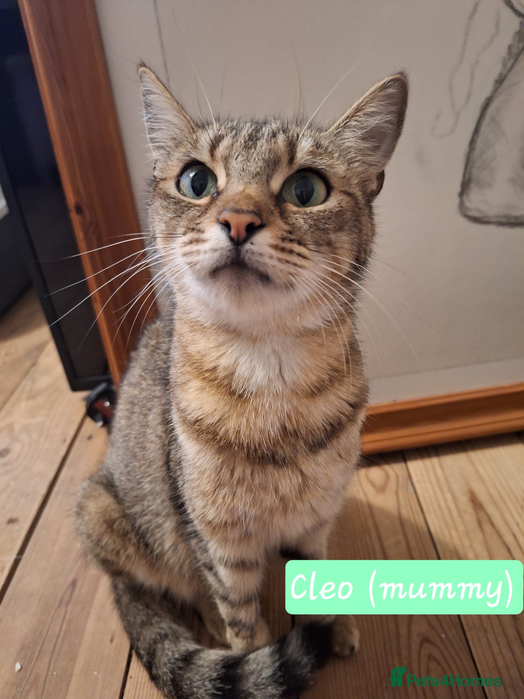 Domestic Shorthair cats for sale: Babies ready for their new homes NOW 🥰 - Image 28