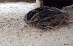 Quail poultry for sale: Jumbo Cortornix Quail - Italian, Pharoah and white - Advert 4