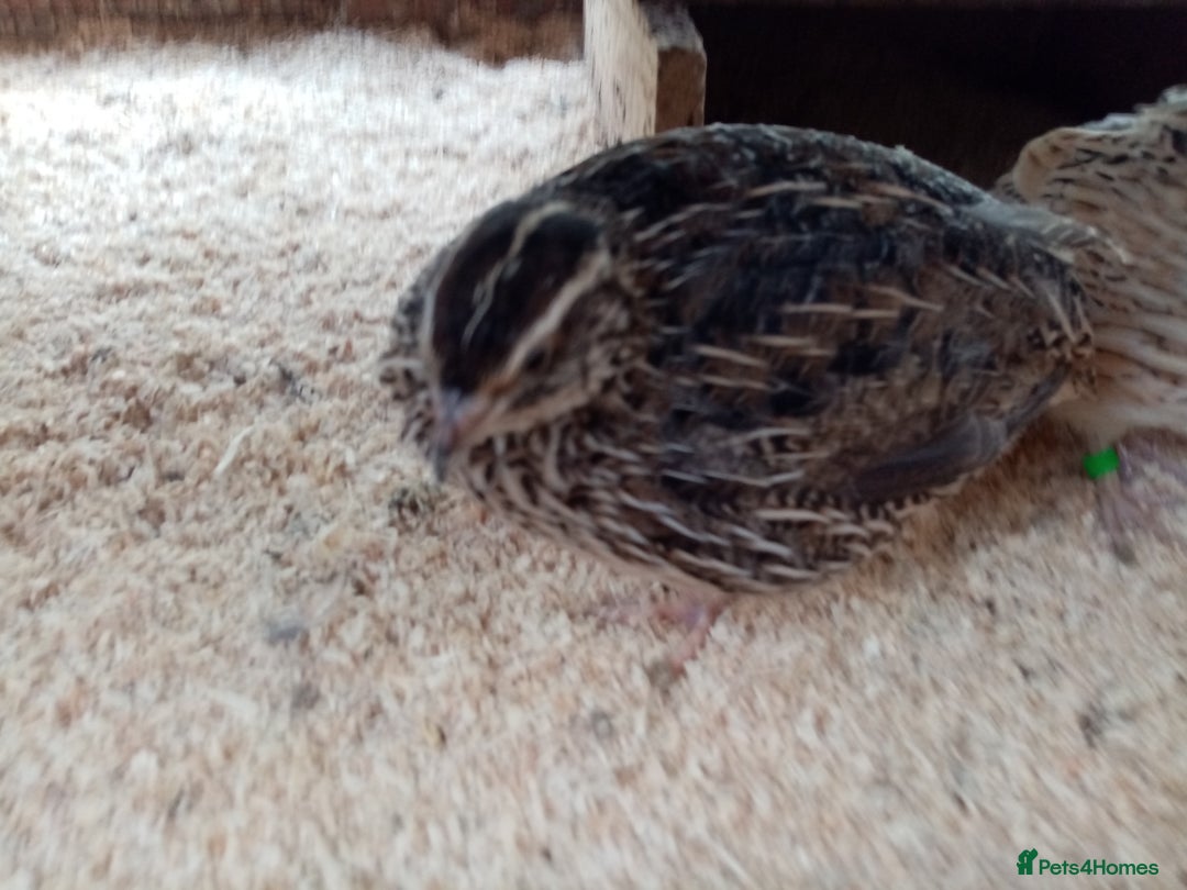 Quail poultry for sale: Jumbo Cortornix Quail - Italian, Pharoah and white - Advert 4