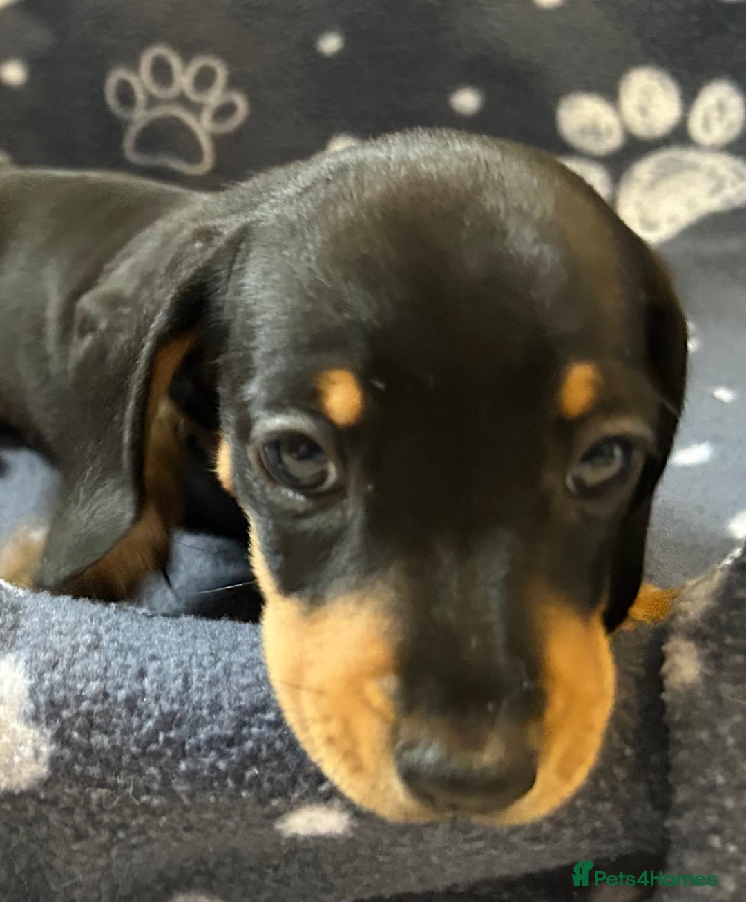 Miniature Dachshund dogs for sale: Stunning Miniature Dachshund Pups - Image 19