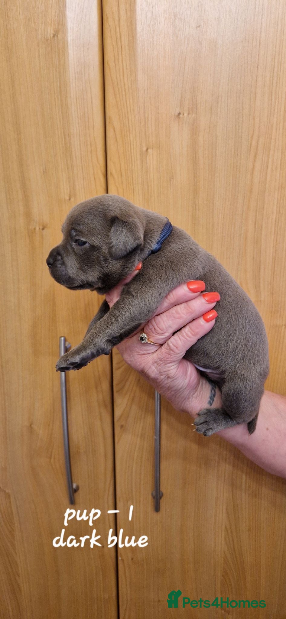 Staffordshire Bull Terrier dogs Perfect Staffordshire bull terrier puppies  - Advert 2