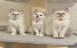Ragdoll cats for sale: Gentle, Affectionate, Cuddly, Playful Kittens - Image 5