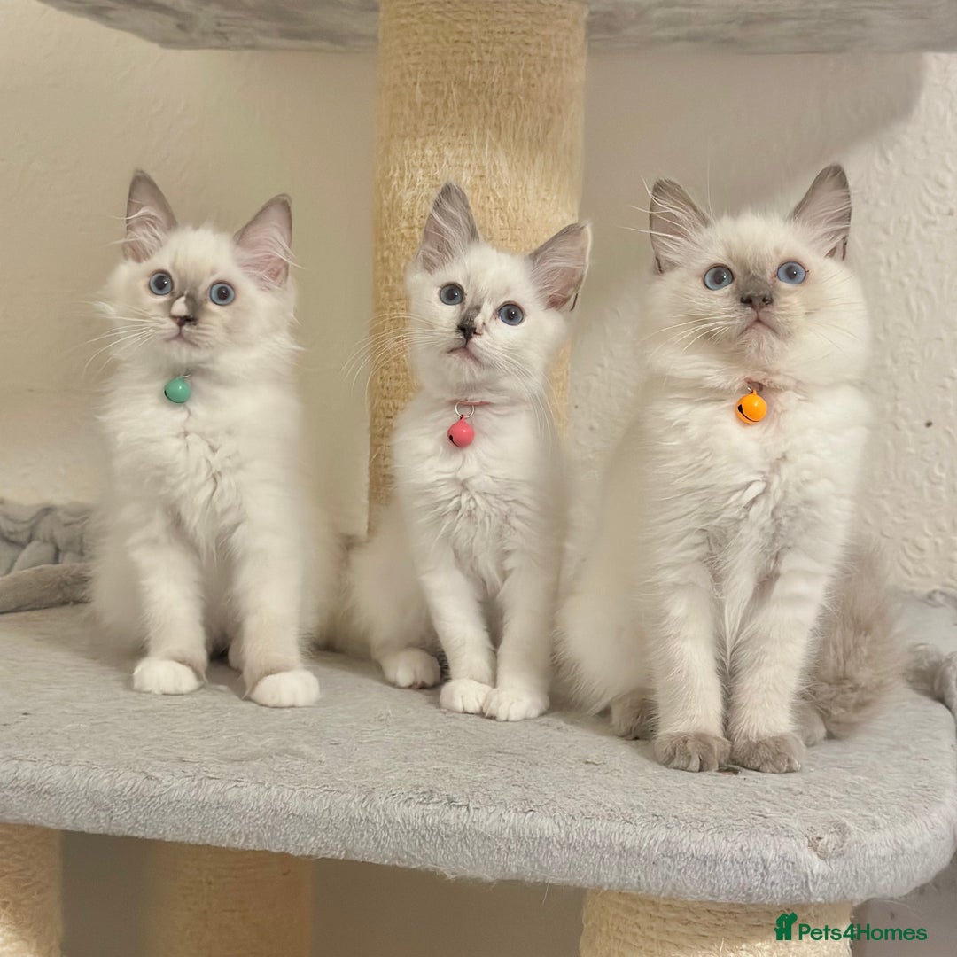 Ragdoll cats for sale: Gentle, Affectionate, Cuddly, Playful Kittens - Image 5
