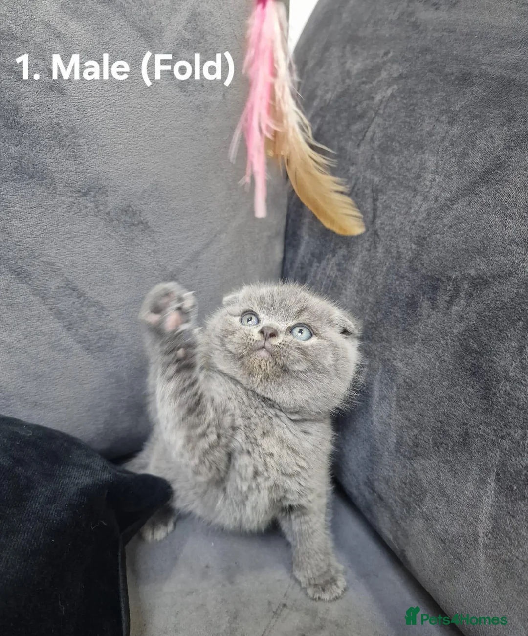 British Shorthair cats for sale: Gorgeous Scottish Fold/British Shorthair Kittens! - Advert 1