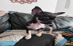 Chihuahua dogs for sale: Tiny ** chihuahua puppies  - Image 3