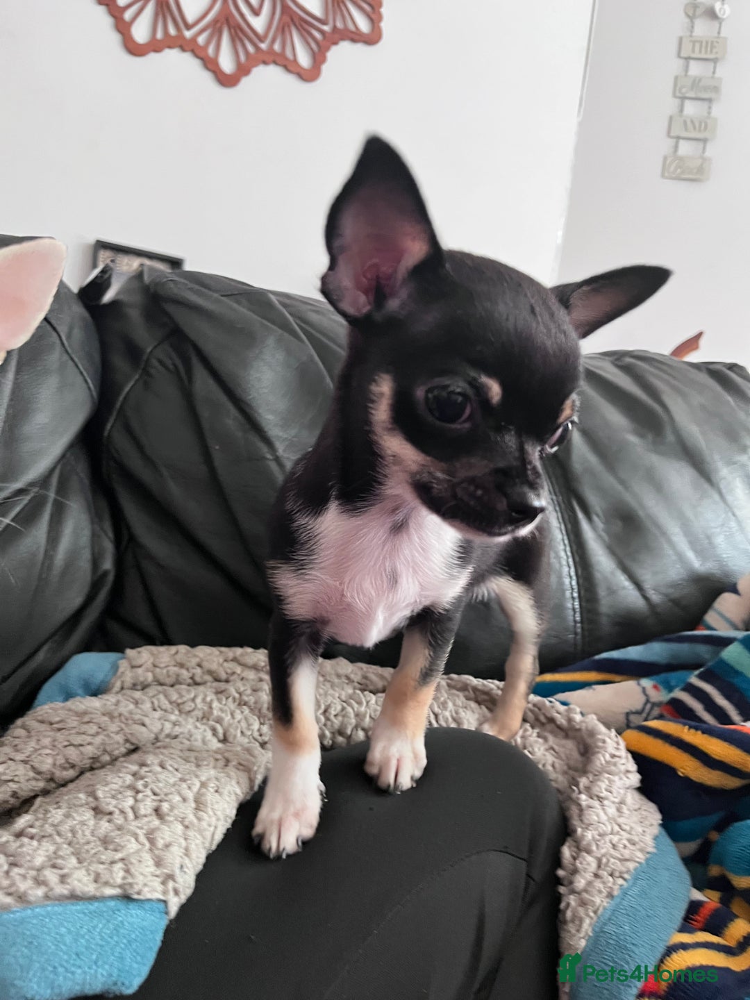 Chihuahua dogs for sale: Tiny ** chihuahua puppies  - Image 3