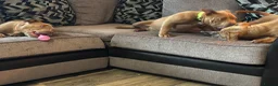 American Bully dogs for sale: American bully puppies  - Advert 7