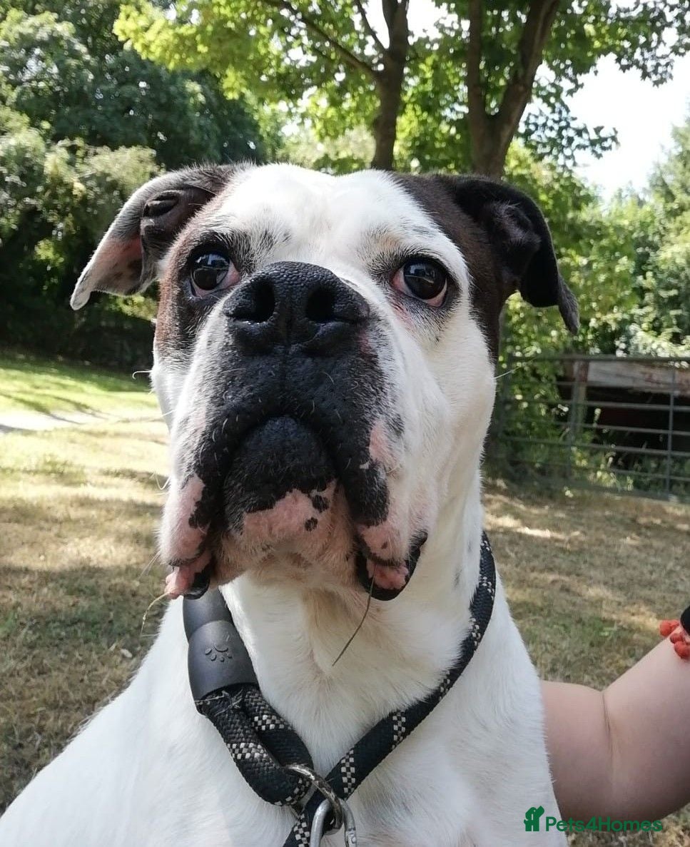 Mixed Breed dogs CHARLIE approx 4yr old mixed breed - Advert 3