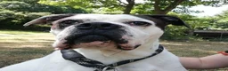 Mixed Breed dogs for adoption: CHARLIE approx 4yr old mixed breed - Advert 1