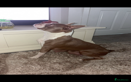 Boston Terrier dogs for sale: Boston Terrier Puppies – Ready December 8th! - Image 6