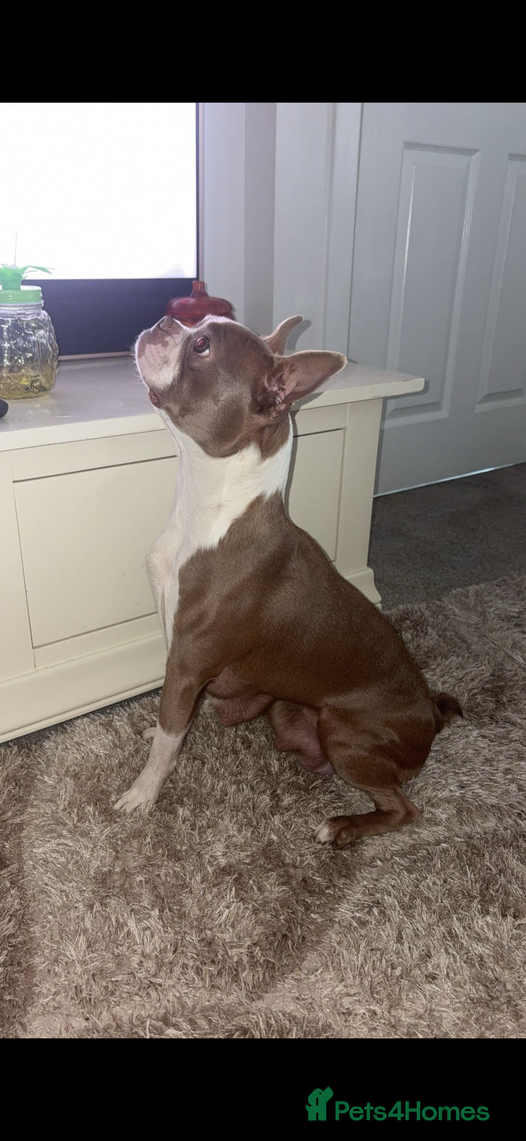 Boston Terrier dogs for sale: Boston Terrier Puppies – Ready December 8th! - Image 6