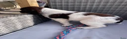English Springer Spaniel dogs for sale: KC Registered Springer Spaniel Puppies for sale - Advert 4