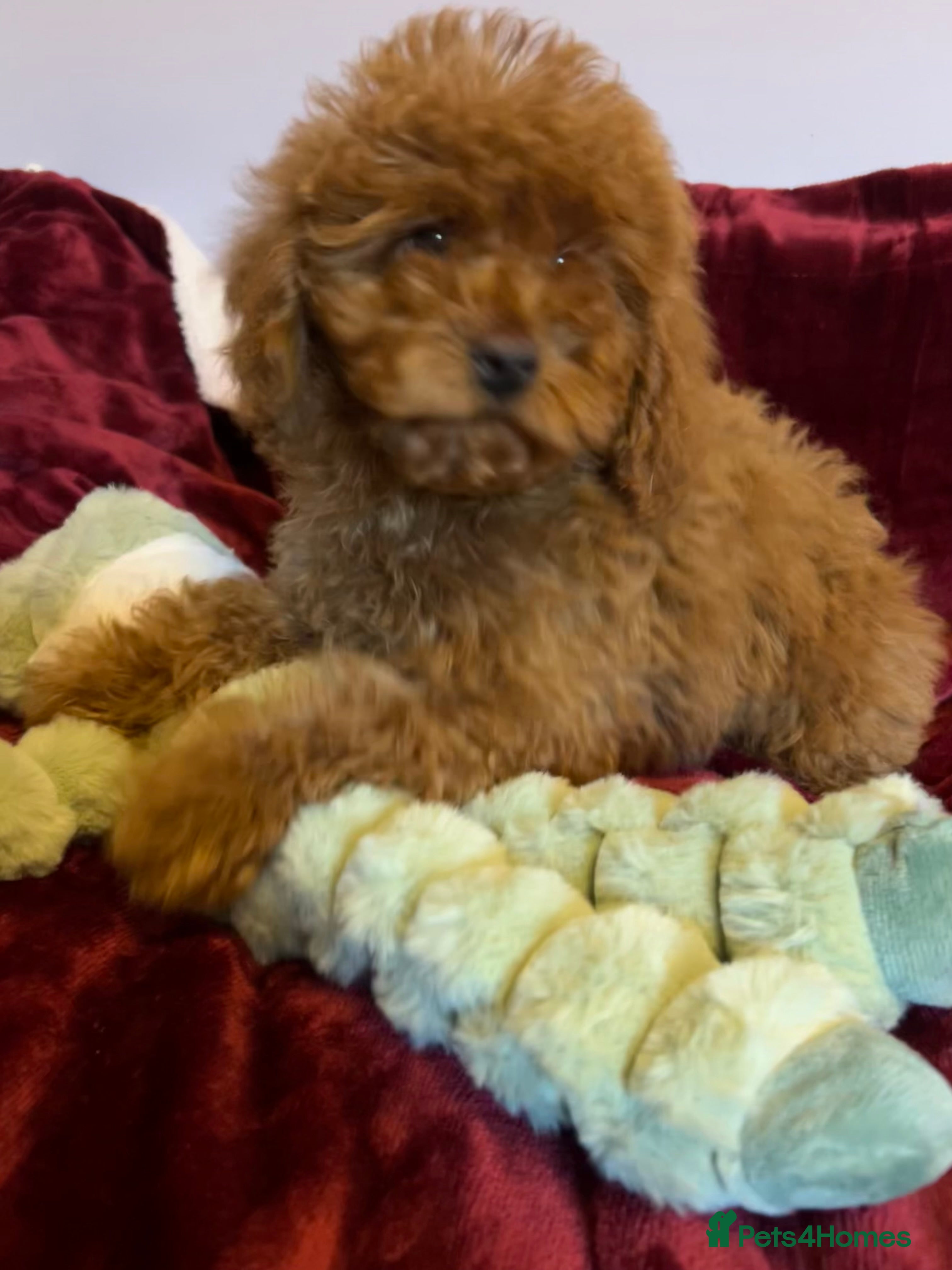 Cockapoo dogs Stunning fox red cockapoo puppies PRA Clear  - Advert 16