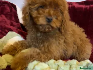 Cockapoo dogs Stunning fox red cockapoo puppies PRA Clear - Advert 16
