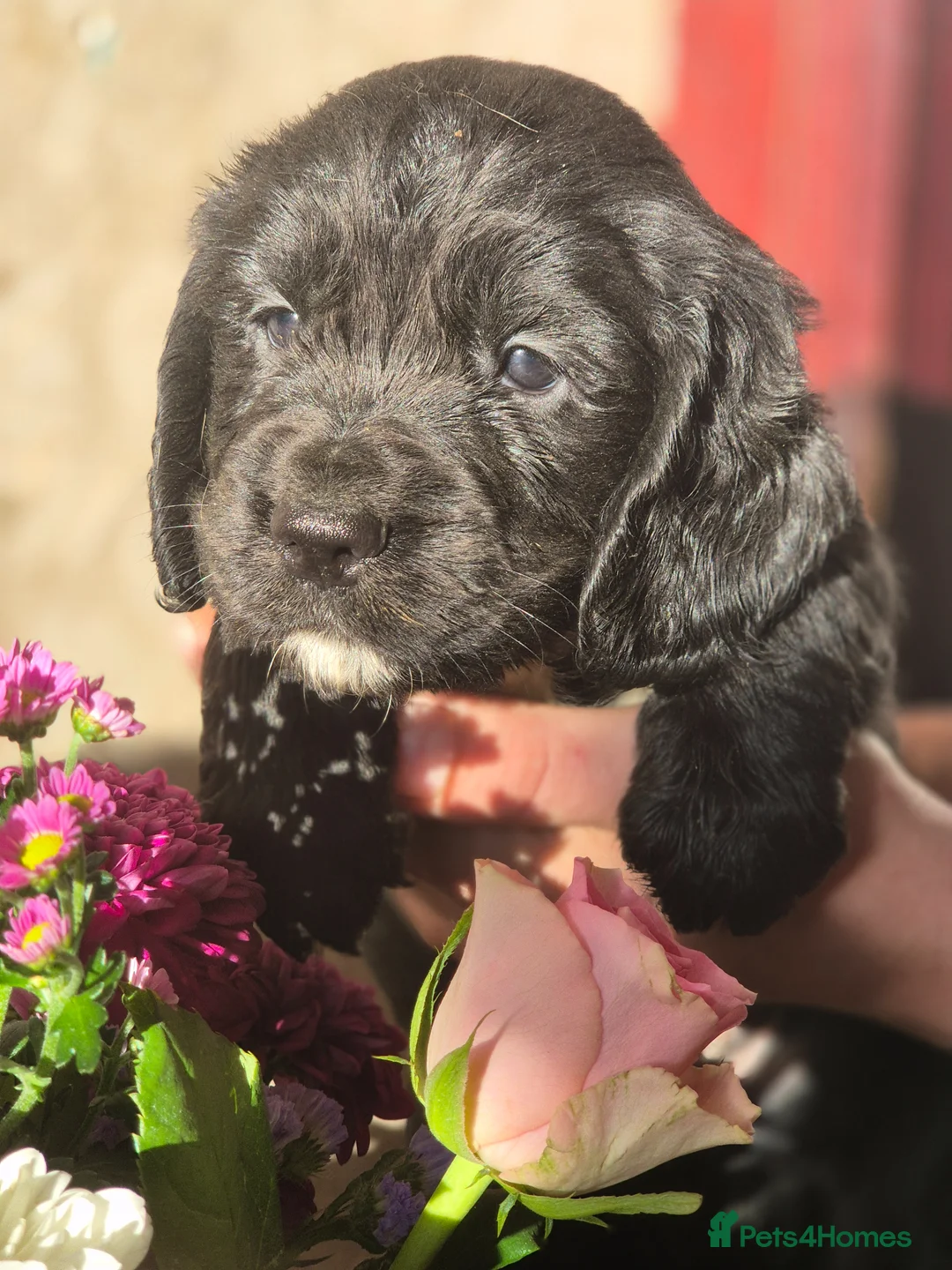 Cocker Spaniel dogs for sale: Working type cocker spaniels  - Advert 1