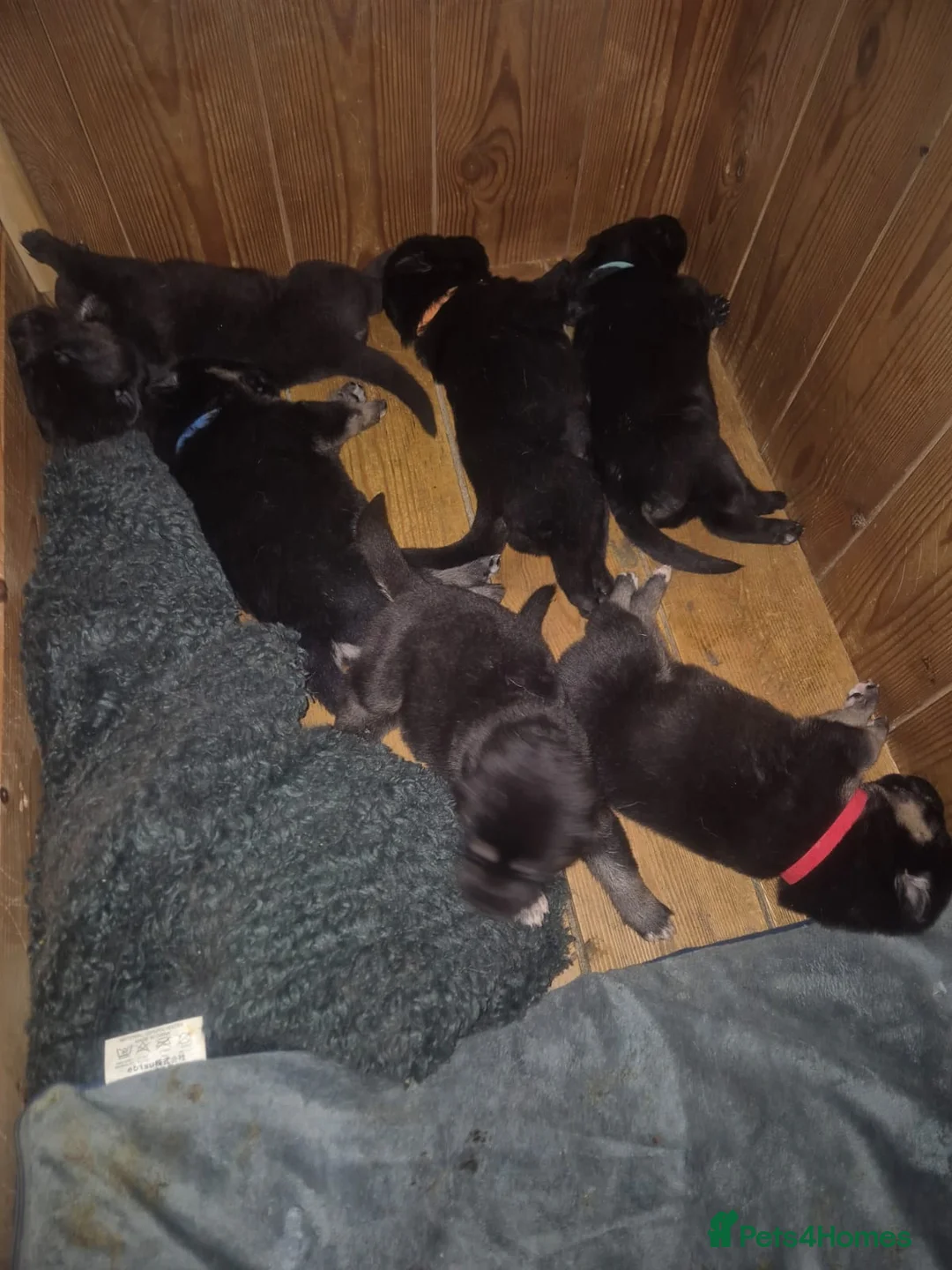 Mixed Breed dogs for sale: READY NOW! Stunning litter of puppies!! - Advert 9