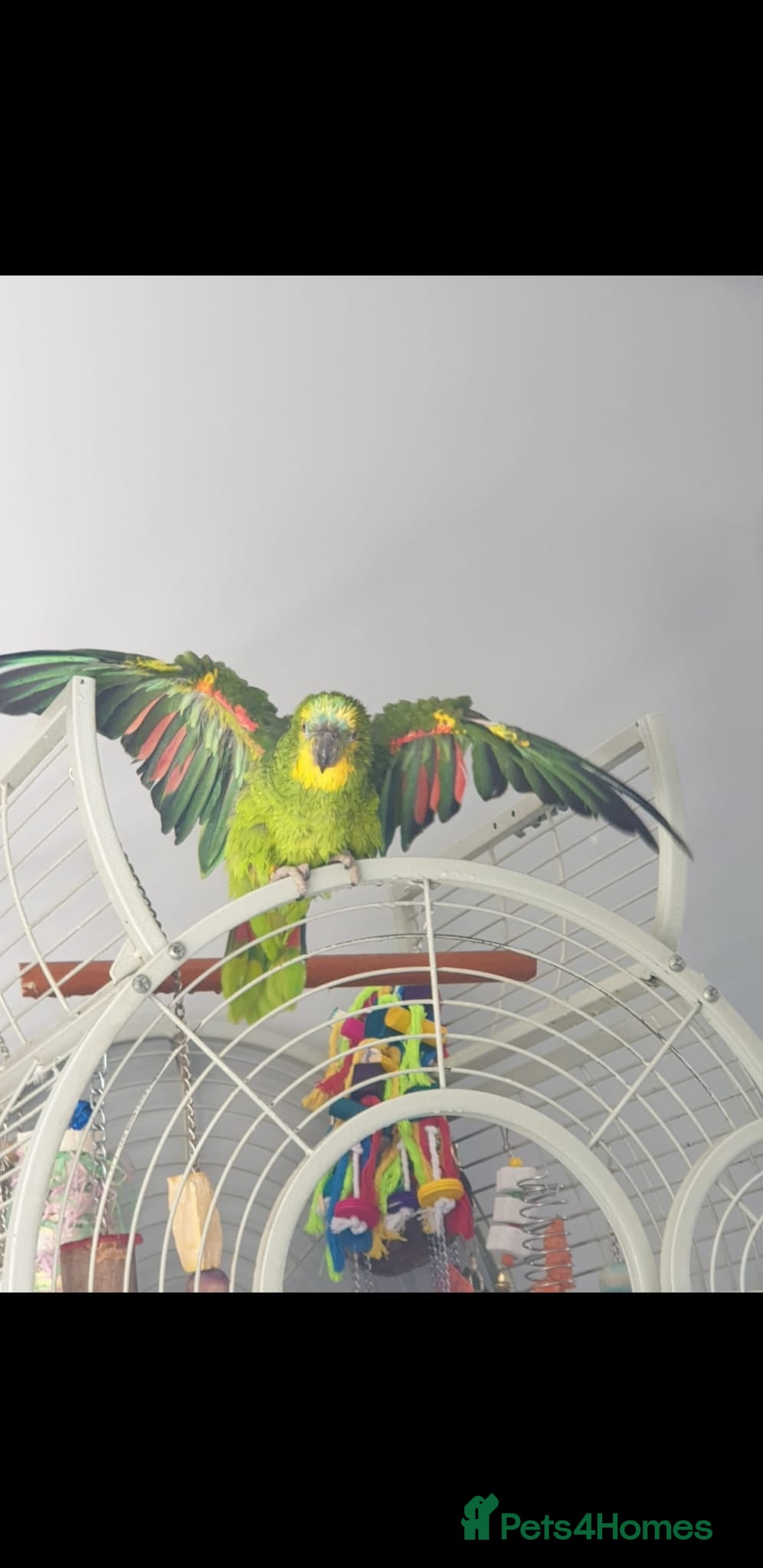 Parrots birds Amazon parrot  - Advert 3