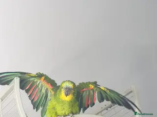 Parrots birds Amazon parrot - Advert 3