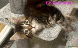 Maine Coon cats for sale: GCCF Maine Coon Kitten Stunning Girl Ready Now - Image 8
