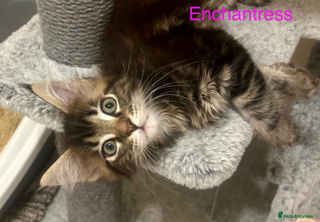 Maine Coon cats for sale: GCCF Maine Coon Kitten Stunning Girl Ready Now - Image 8