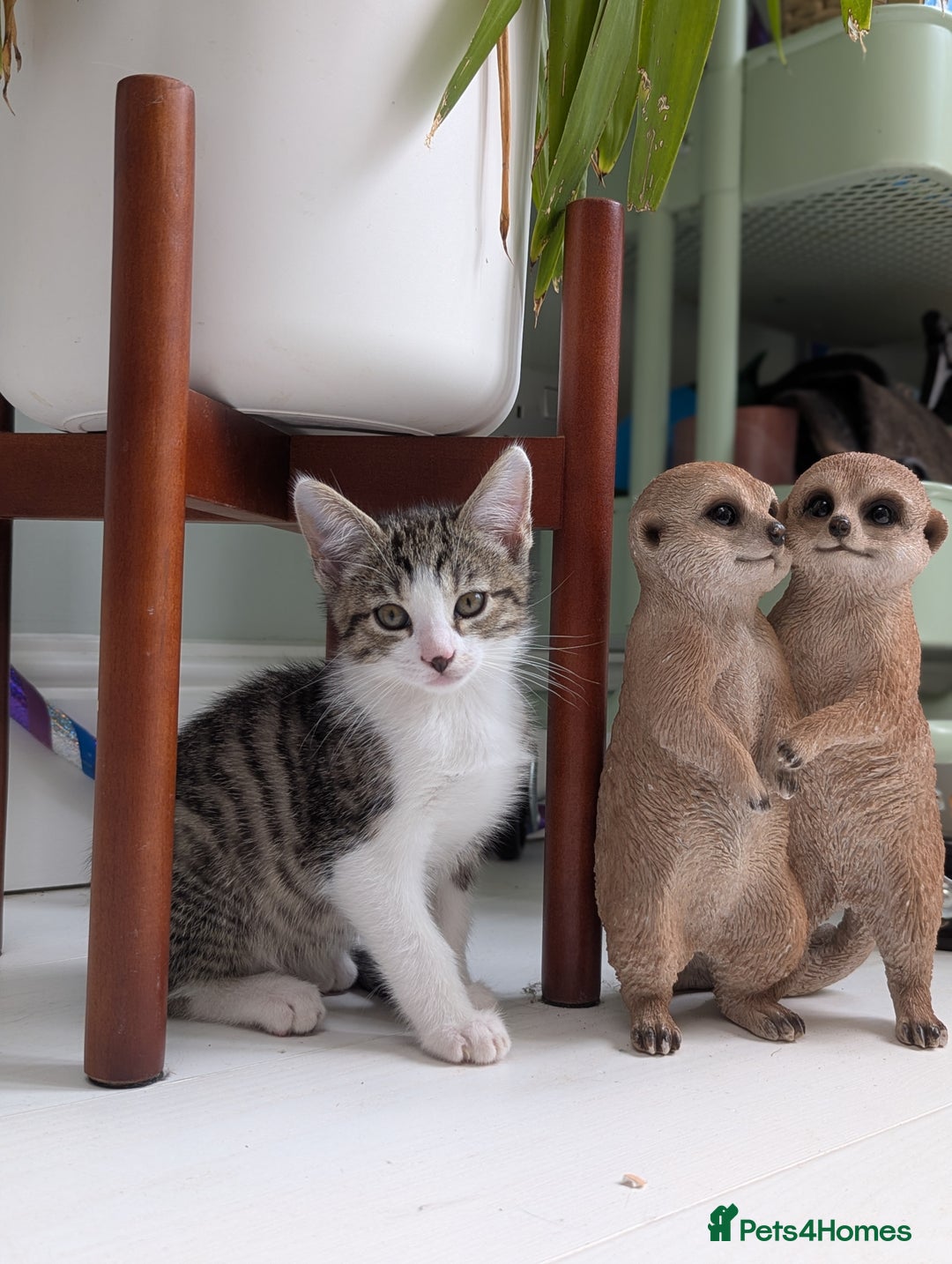 British Shorthair cats for sale: 4 adorable 9 week old kittens for sale - Image 17