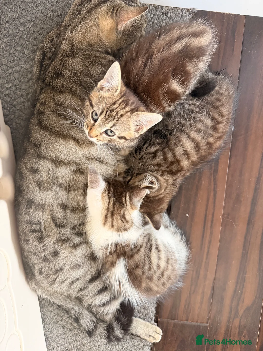 Mixed Breed cats for sale: 3 kittens for sale  - Advert 2