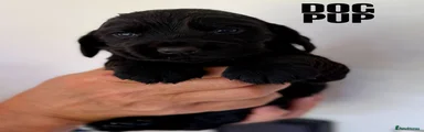 Black Dog Pup