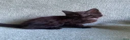 Mixed Breed cats for sale: BSH x boy kittens  - Advert 23