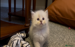 Siberian cats for sale: Gorgeous Siberian Kittens  - Image 10