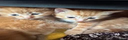 Mixed Breed cats for sale: 4 fluffy ginger kittens - Advert 3