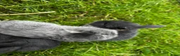 Mini Lop rabbits for sale: 2 Blue Baby Mini Lops - Advert 22