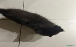 British Longhair cats for sale: Black/Brown boy kittens - Image 3