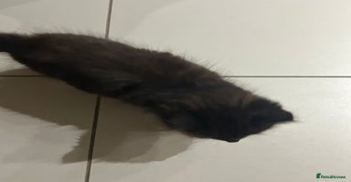 British Longhair cats - Advert 14