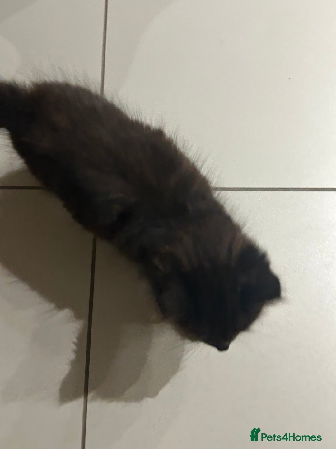 British Longhair cats for sale: Black/Brown boy kittens - Image 3