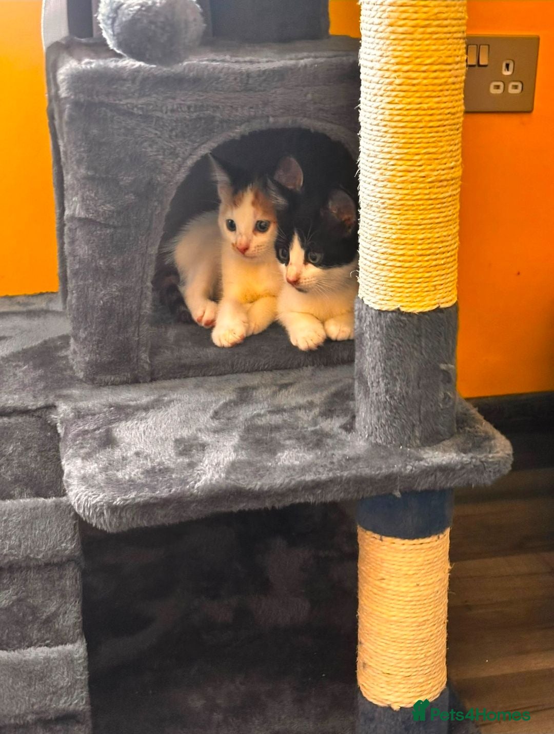 Mixed Breed cats Two Kittens Looking for Loving Homes  - Advert 2