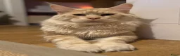 Ragcoon cats for sale: Gorgeous Mainecoon x ragdoll babies  - Advert 39