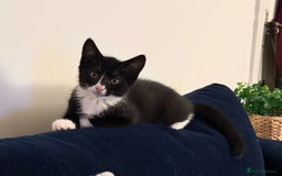 Mixed Breed cats for sale: Kitten for sale (14 weeks old)  - Image 4