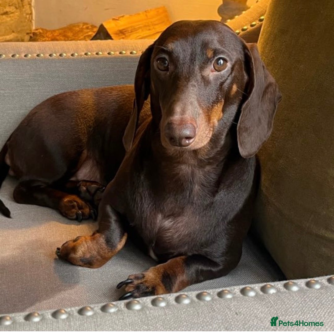 Dachshund dogs for sale: 9 Standard Dachshund Puppies KC Registered  - Image 12