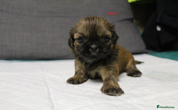 Shih Tzu dogs - Advert 2