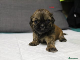 Shih Tzu dogs - Advert 2