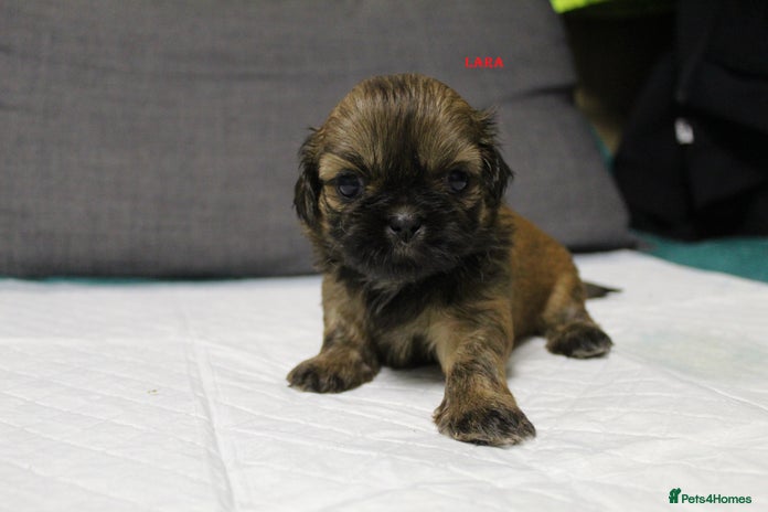 Shih Tzu dogs - Advert 2