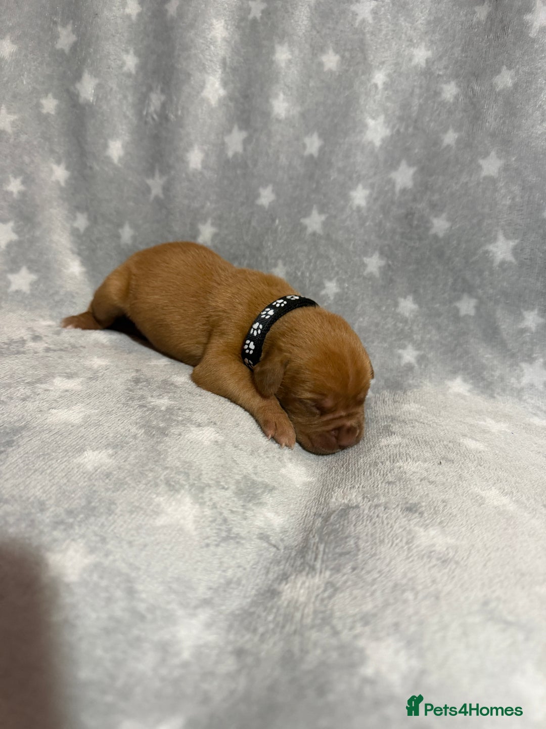 Dogue De Bordeaux dogs for sale: Beautiful Dogue De Bordeaux Puppies - Advert 31