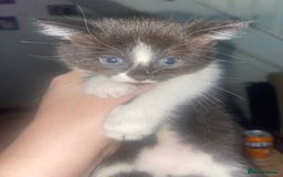 British Longhair cats for sale: 3 beautiful little girls - Image 4