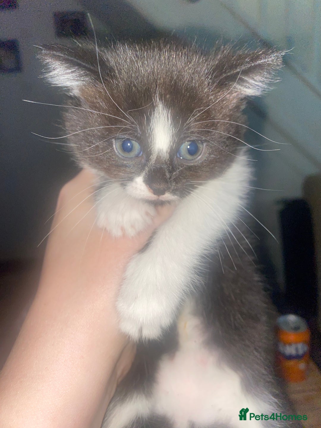 British Longhair cats for sale: 3 beautiful little girls - Image 4