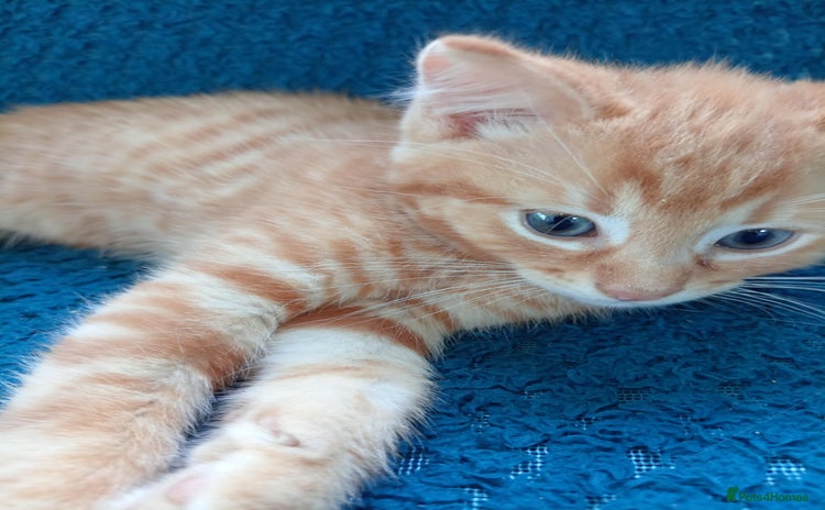 Mixed Breed cats - Advert 4