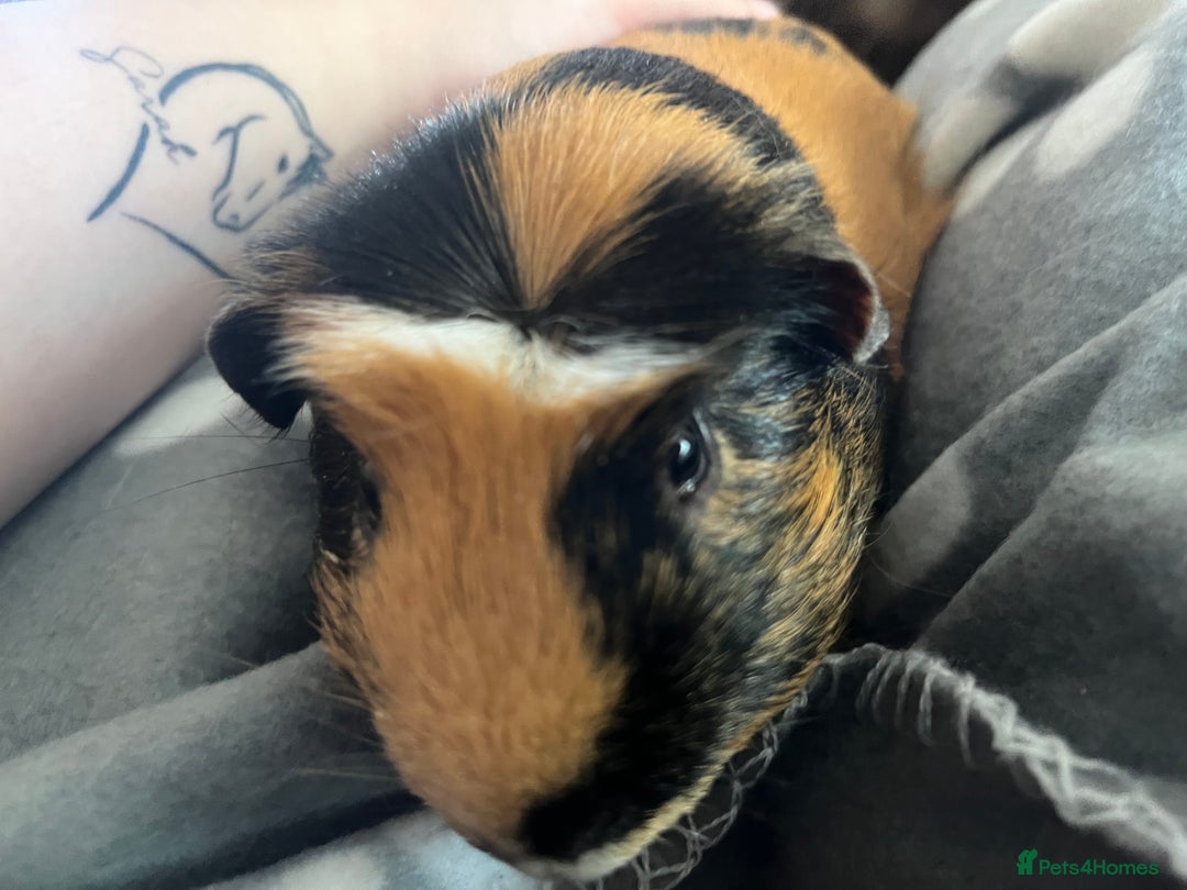 Guinea Pig rodents for sale: 2 male guinea pigs🙂 - Image 5