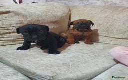 Cane Corso dogs for sale: Cane Corso pups  - Image 3