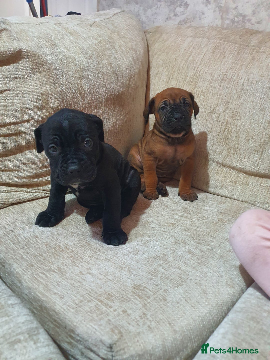 Cane Corso dogs for sale: Cane Corso pups  - Image 3