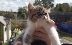Persian cats for sale: Persian kittens KC Registered with pedigree - Image 25